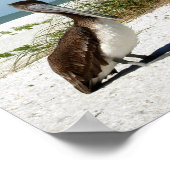 Bruin Pelicaans Poster (Hoek)