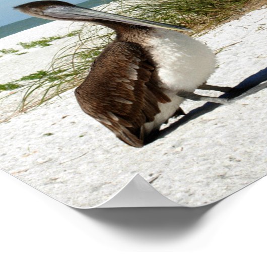 Bruin Pelicaans Poster (Hoek)