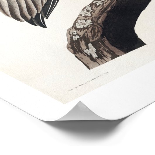 Bruin Pelican door Poster van Audubon (Hoek)