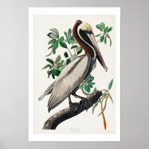 Bruin Pelican door Poster van Audubon