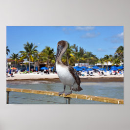 Bruin Pelican, Higgs Beach, Key West, Florida Poster