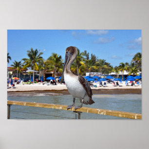 Bruin Pelican, Higgs Beach, Key West, Florida Poster
