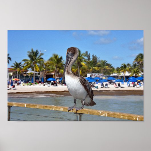 Bruin Pelican, Higgs Beach, Key West, Florida Poster (Voorkant)