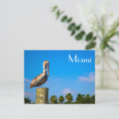 Bruin Pelican in Miami - Briefkaart (Staand voorkant)
