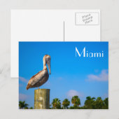 Bruin Pelican in Miami - Briefkaart (Voorkant / Achterkant)