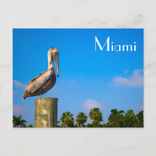 Bruin Pelican in Miami - Briefkaart (Voorkant)