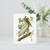 Bruin Pelican John James Audubon Birds of America Briefkaart (Staand voorkant)
