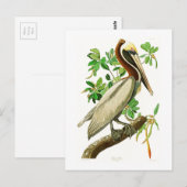 Bruin Pelican John James Audubon Birds of America Briefkaart (Voorkant / Achterkant)