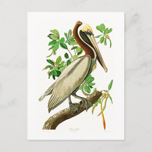 Bruin Pelican John James Audubon Birds of America Briefkaart (Voorkant)