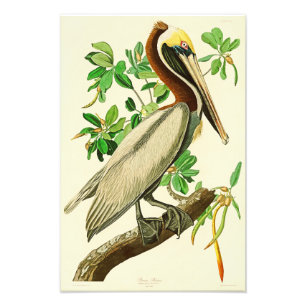 Bruin Pelican John James Audubon Birds of America Foto Afdruk
