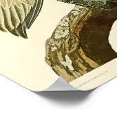 Bruin Pelican John James Audubon Birds of America Poster (Hoek)