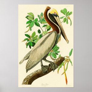 Bruin Pelican John James Audubon Birds of America Poster