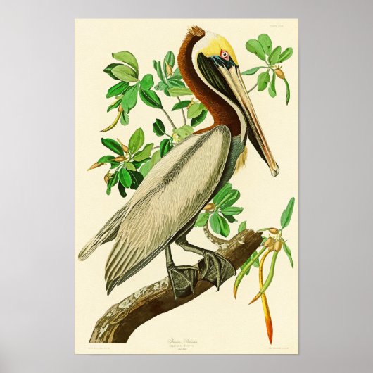 Bruin Pelican John James Audubon Birds of America Poster (Voorkant)
