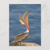 Bruin Pelican met open mond Briefkaart (Voorkant)