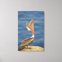 Bruin Pelican met open mond