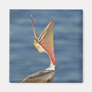 Bruin Pelican met open mond Magneet