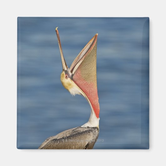 Bruin Pelican met open mond Magneet (Voorkant)