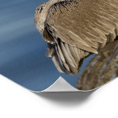 Bruin Pelican met open mond Poster (Hoek)