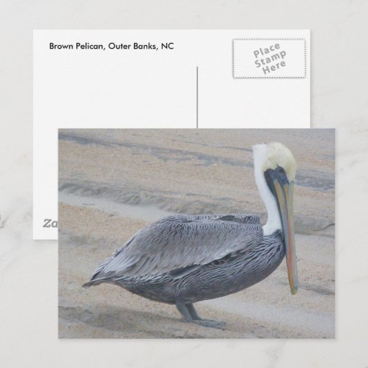 Bruin Pelican OBX-Briefkaart Briefkaart (Voorkant / Achterkant)