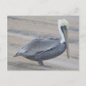 Bruin Pelican OBX-Briefkaart Briefkaart (Voorkant)