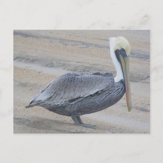 Bruin Pelican OBX-Briefkaart Briefkaart (Voorkant)