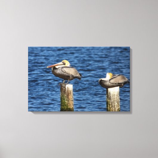 Bruin Pelican Pair die op posts Canvas drukt (Voorkant)