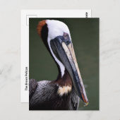 Bruin Pelican-profiel Briefkaart (Voorkant / Achterkant)