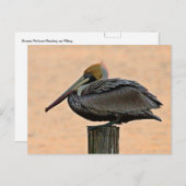 Bruin Pelican Resting on Piling Briefkaart (Voorkant / Achterkant)