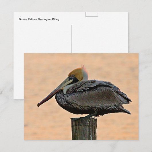 Bruin Pelican Resting on Piling Briefkaart (Voorkant / Achterkant)