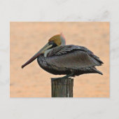 Bruin Pelican Resting on Piling Briefkaart (Voorkant)