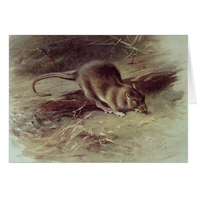 Bruin Rat 1918 (Voorkant Horizontaal)