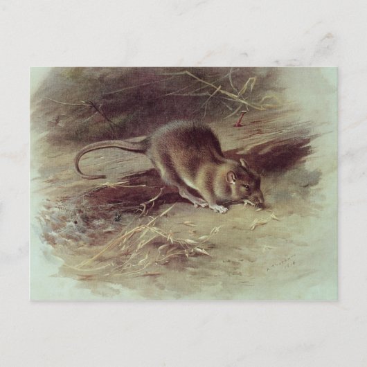 Bruin Rat 1918 Briefkaart (Voorkant)