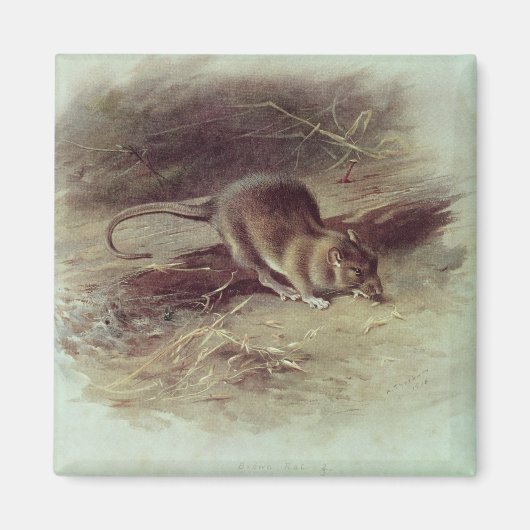 Bruin Rat 1918 Magneet (Voorkant)