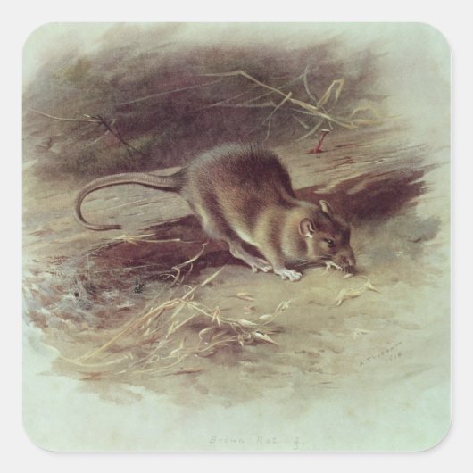 Bruin Rat 1918 Vierkante Sticker (Voorkant)