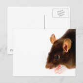 Bruin Rat Briefkaart (Voorkant / Achterkant)