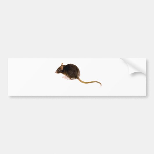 Bruin Rat Bumpersticker (Voorkant)
