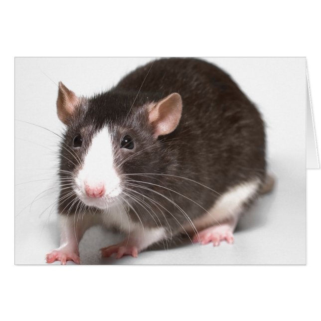 Bruin Rat met witte stroop op neus (Voorkant Horizontaal)