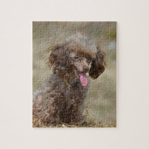 Bruin Speelgoed Poodle Legpuzzel