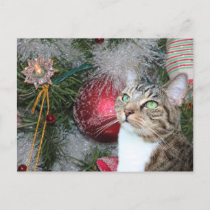 Bruin tabby met witte kerst feestdagenkaart