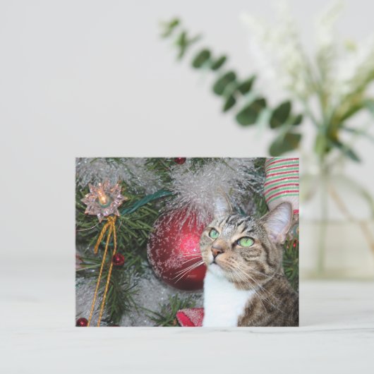 Bruin tabby met witte kerst feestdagenkaart (Staand voorkant)