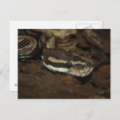 Bruin tapijt Python Briefkaart (Voorkant / Achterkant)