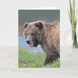 Bruin van Alaska draagt in Kenai NWR. Kaart