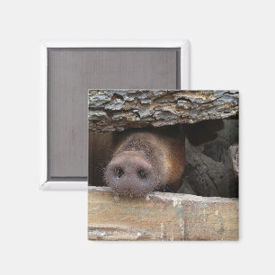 Bruin varkensvlees Snout door Rustische hek Magneet