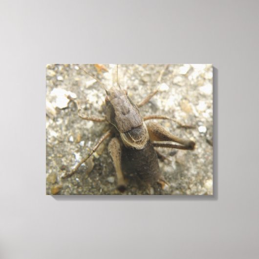 Bruin Veld Cricket Canvas Print (Voorkant)