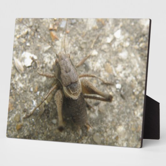 Bruin veld cricket Plaque Fotoplaat (Zijkant)
