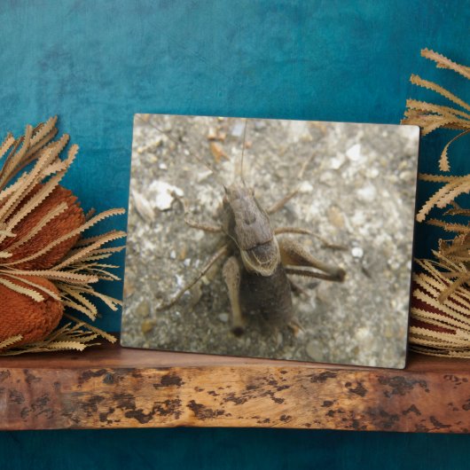 Bruin veld cricket Plaque Fotoplaat (Zijkant)