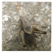 Bruin veld cricket Tile Tegeltje (Voorkant)