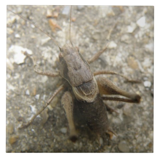 Bruin veld cricket Tile Tegeltje (Voorkant)