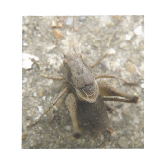 Bruin-Veldcricketblok Notitieblok (Voorkant)