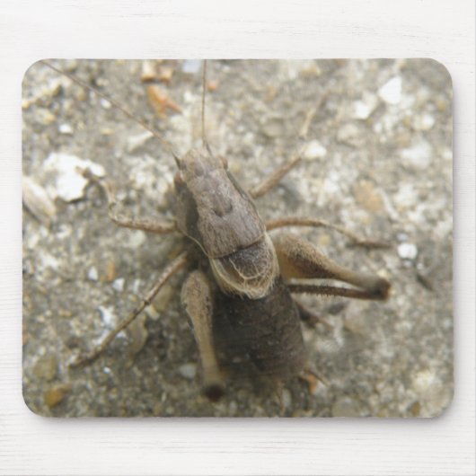 Bruin Veldkrek Muismat (Voorkant)